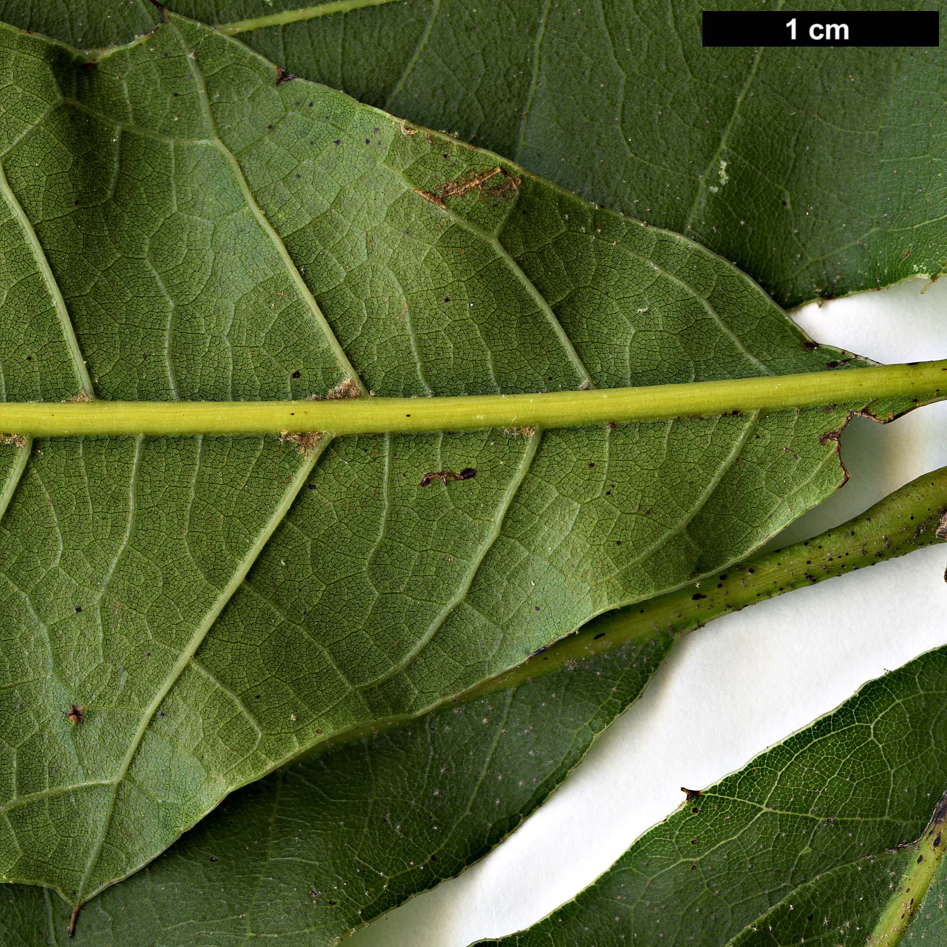 High resolution image: Family: Fagaceae - Genus: Quercus - Taxon: cortesii